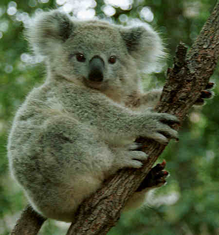 terselubung: 10 Fakta Unik Tentang Koala
